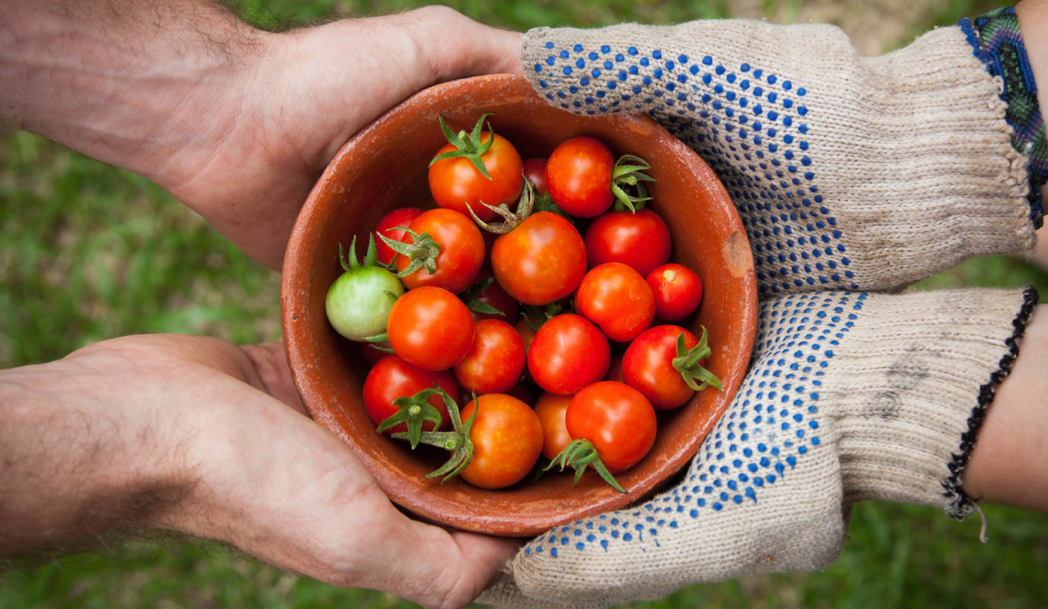 hands holding bowl of red tomatos