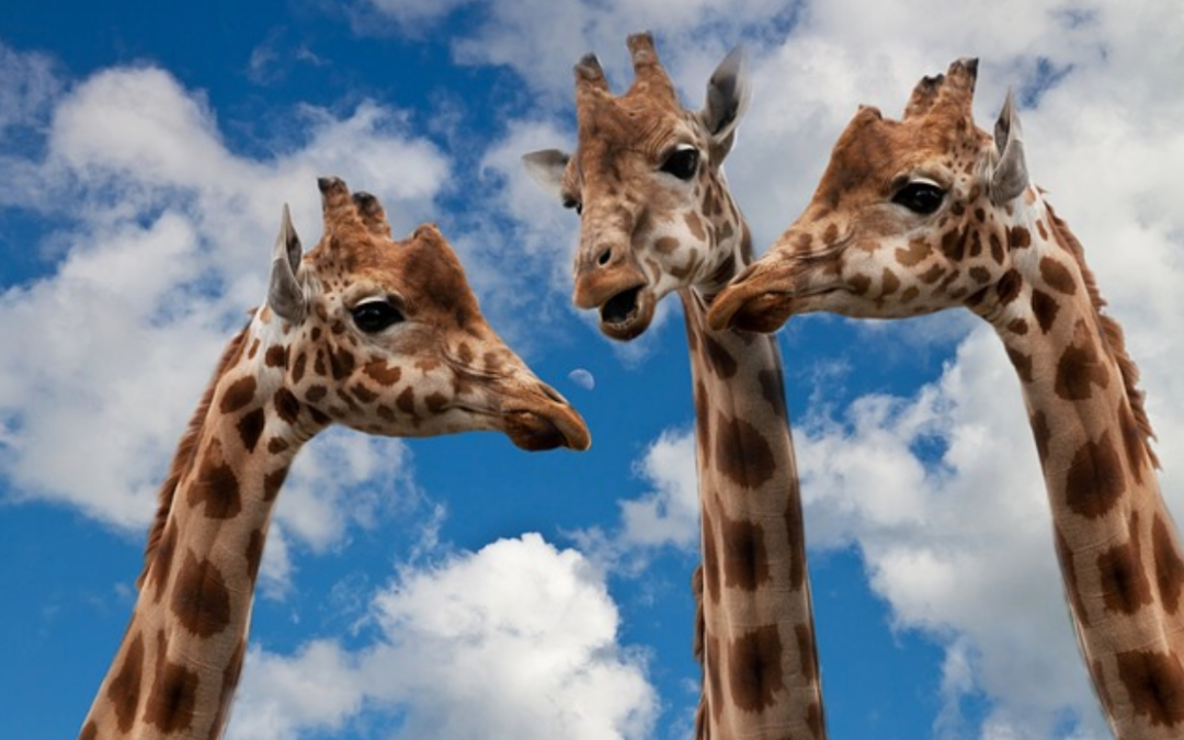 Three giraffe heads and necks against a cloudy blue sky